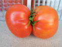 Tapeta rajčatová siamská dvojčata