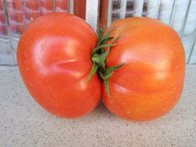 Tapeta: rajčatová siamská dvojčata