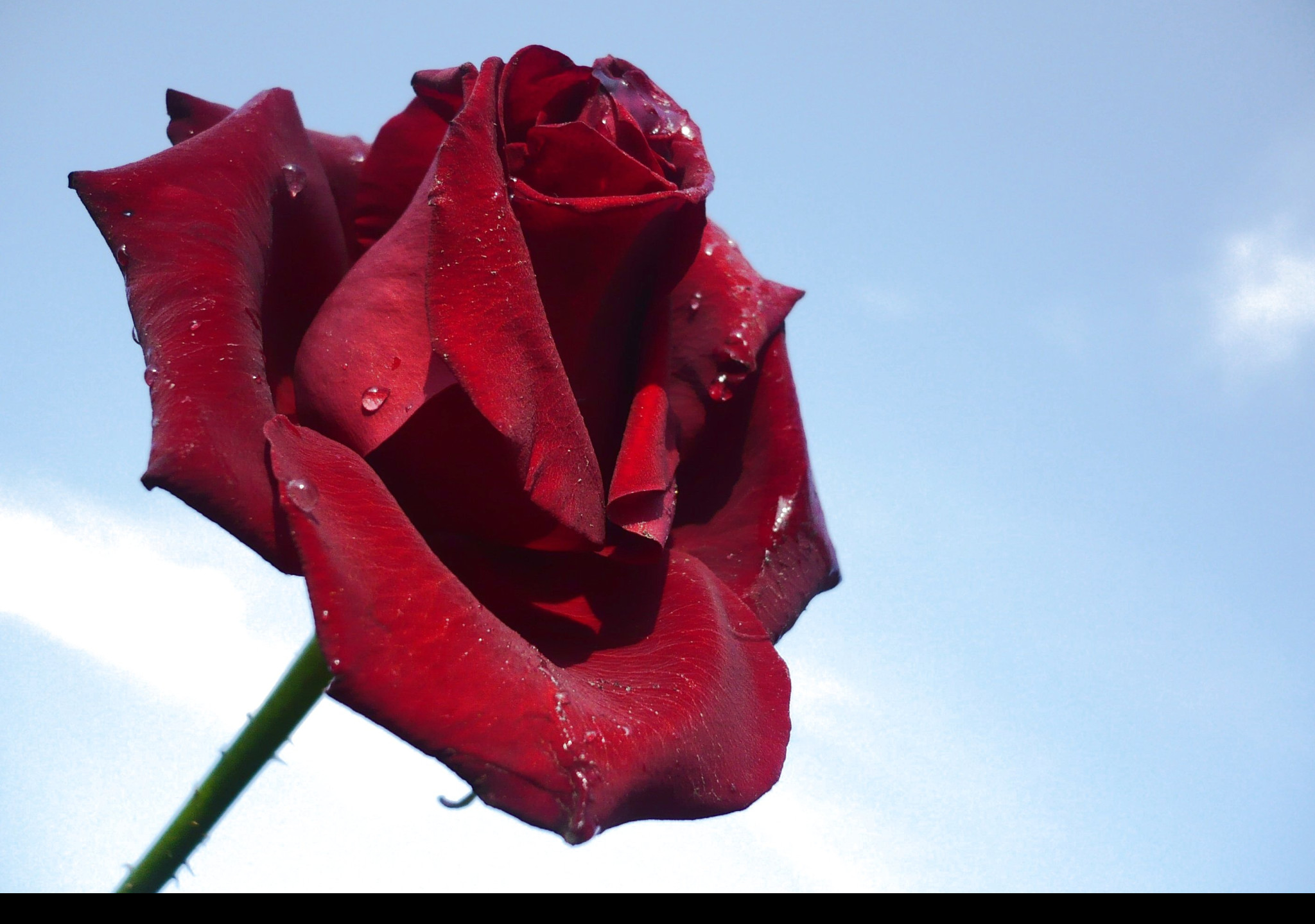 Tapeta red_queen