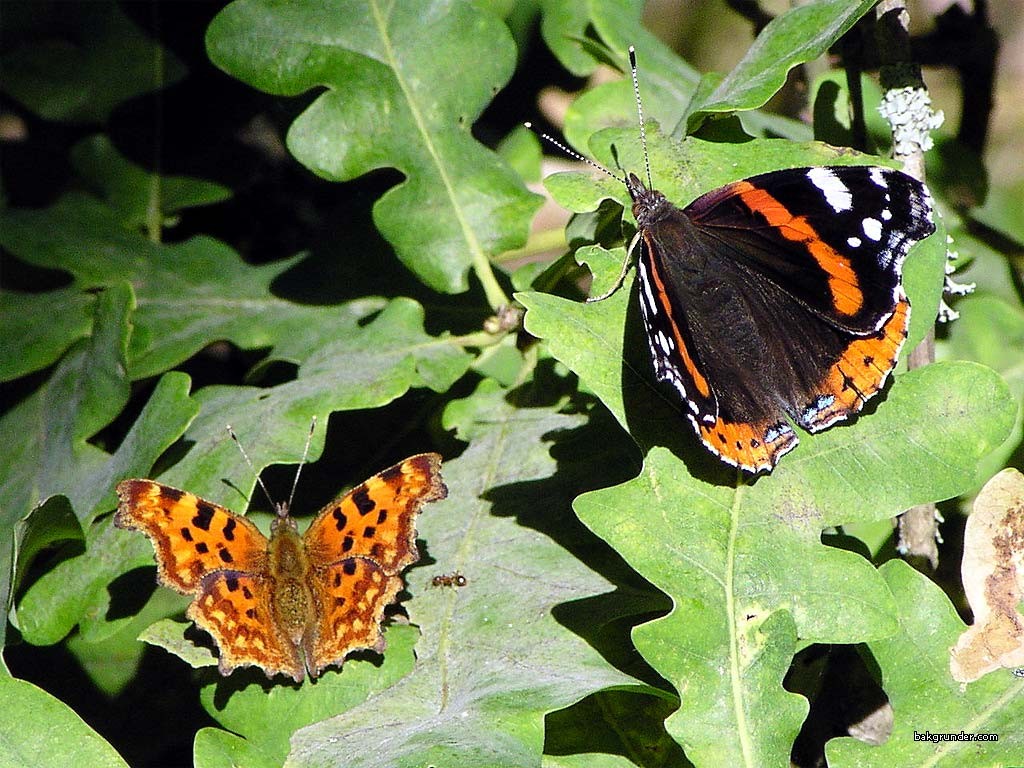 Tapeta redadmiral