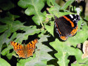 Tapeta Red Admiral