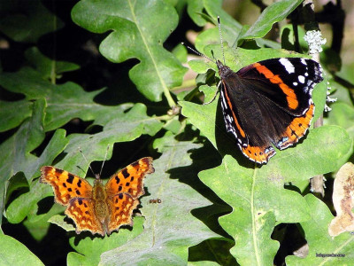 Tapeta: Red Admiral