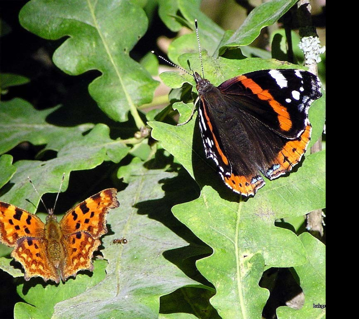 Tapeta redadmiral