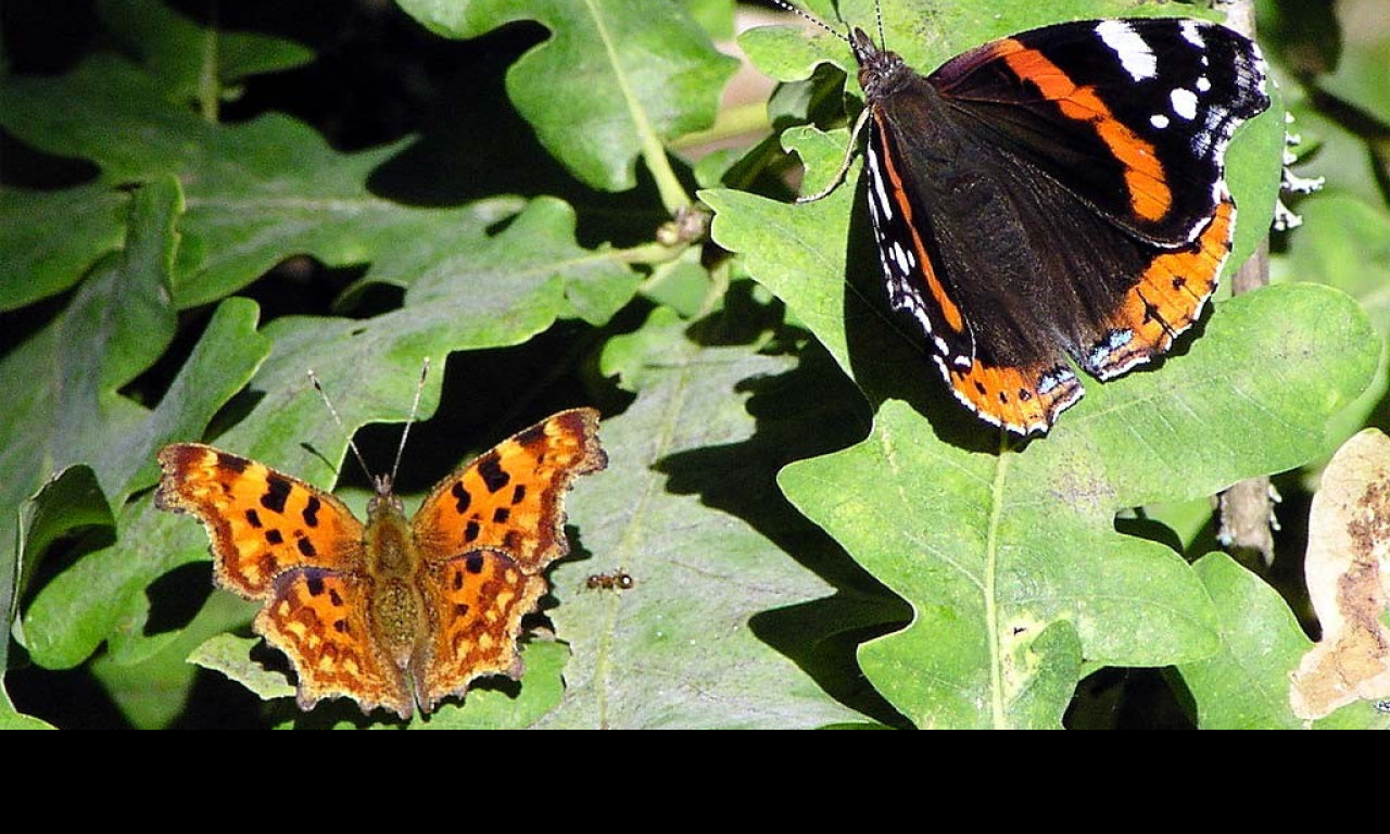 Tapeta redadmiral