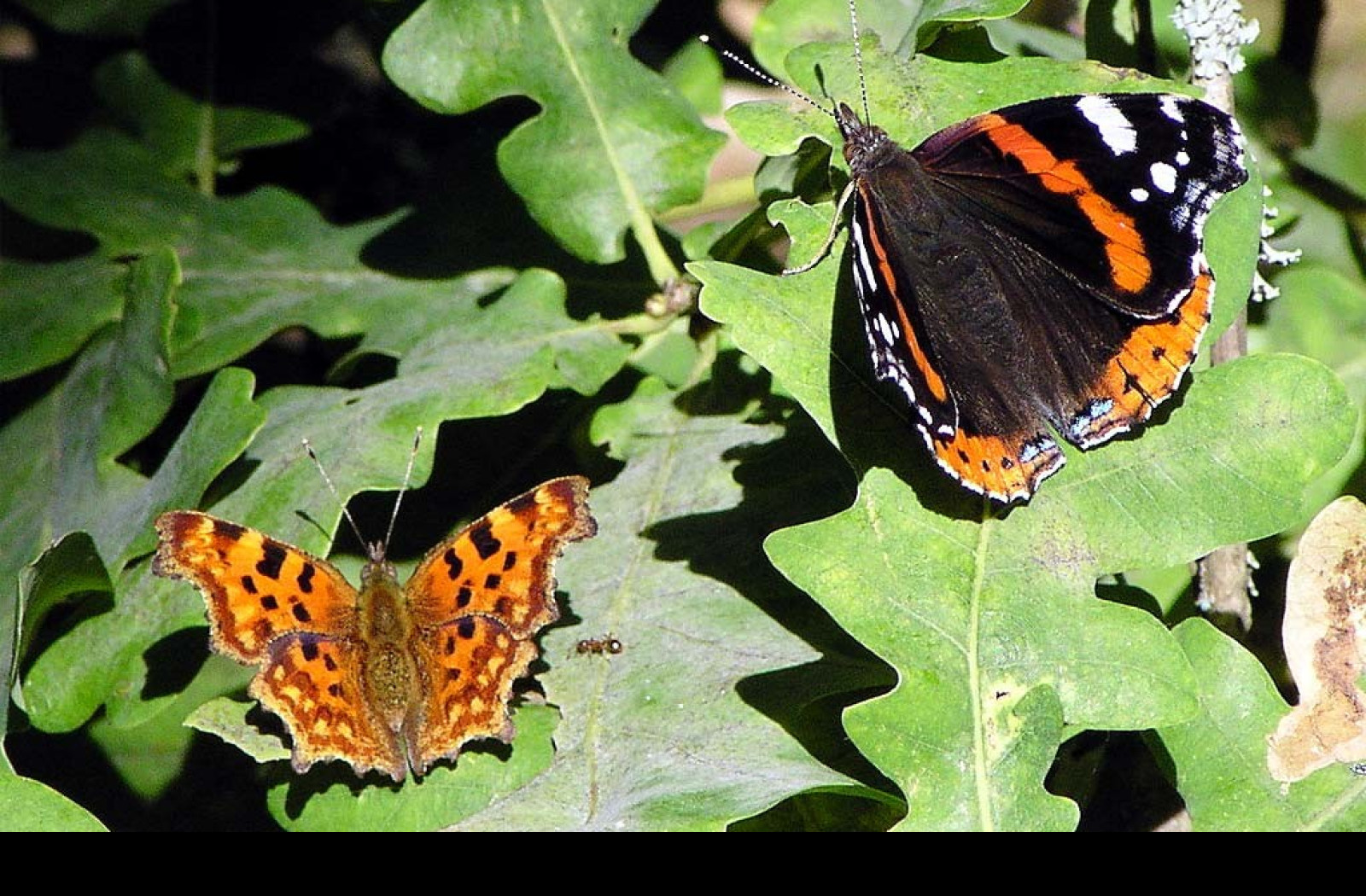 Tapeta redadmiral