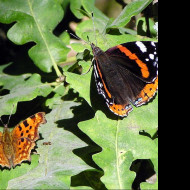 Tapeta redadmiral