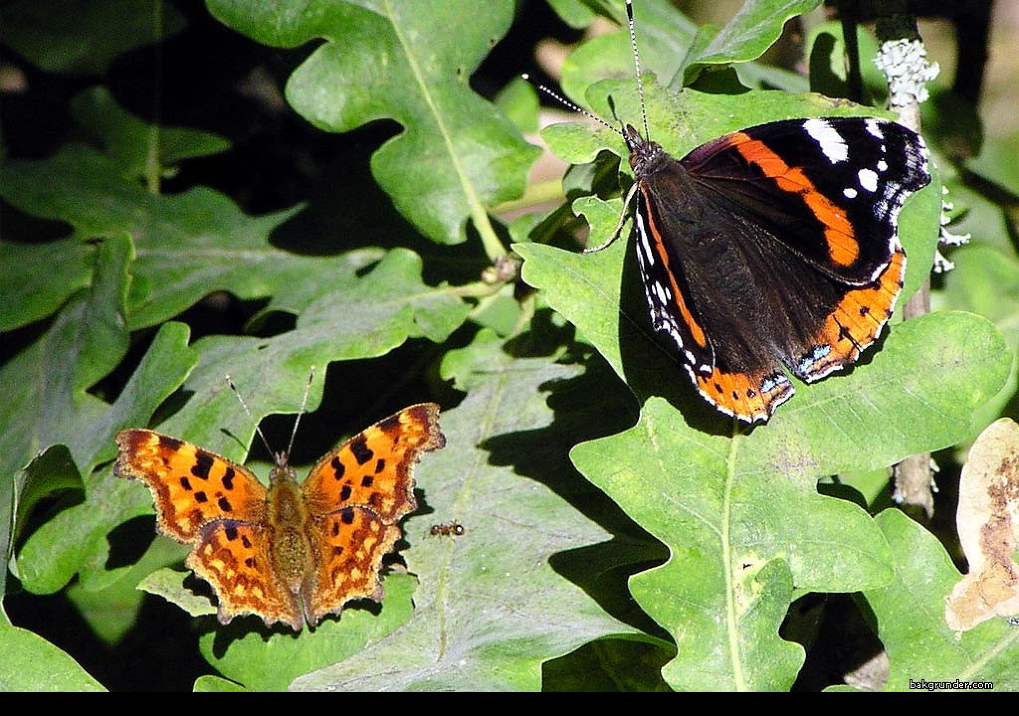 Tapeta redadmiral