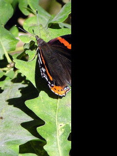 Tapeta redadmiral