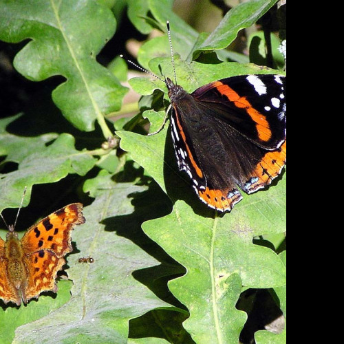 Tapeta redadmiral