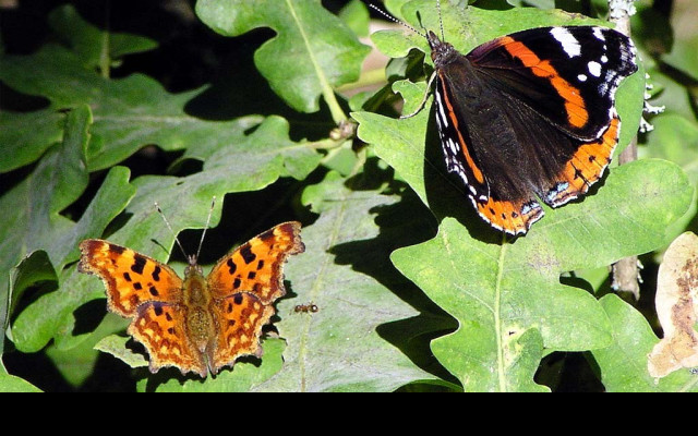 Tapeta redadmiral