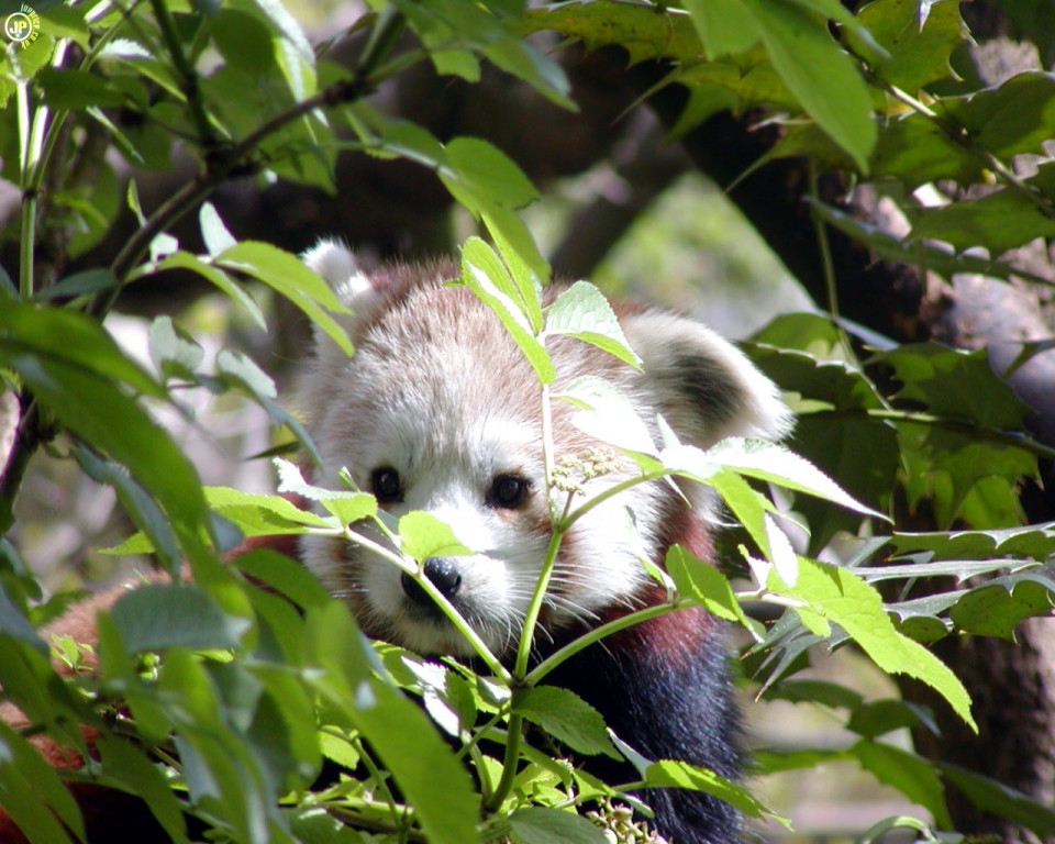 Tapeta redpanda