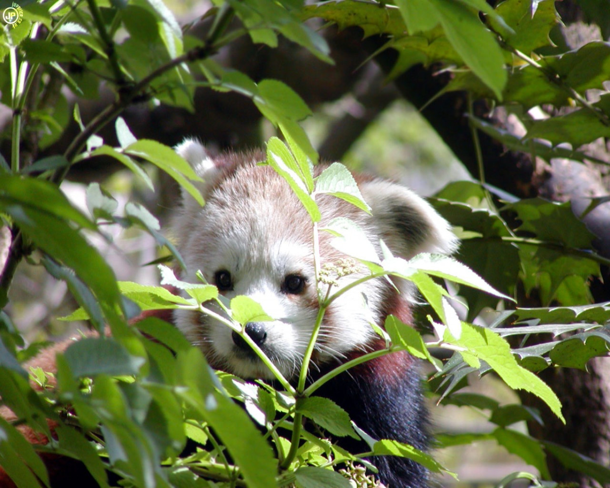 Tapeta redpanda