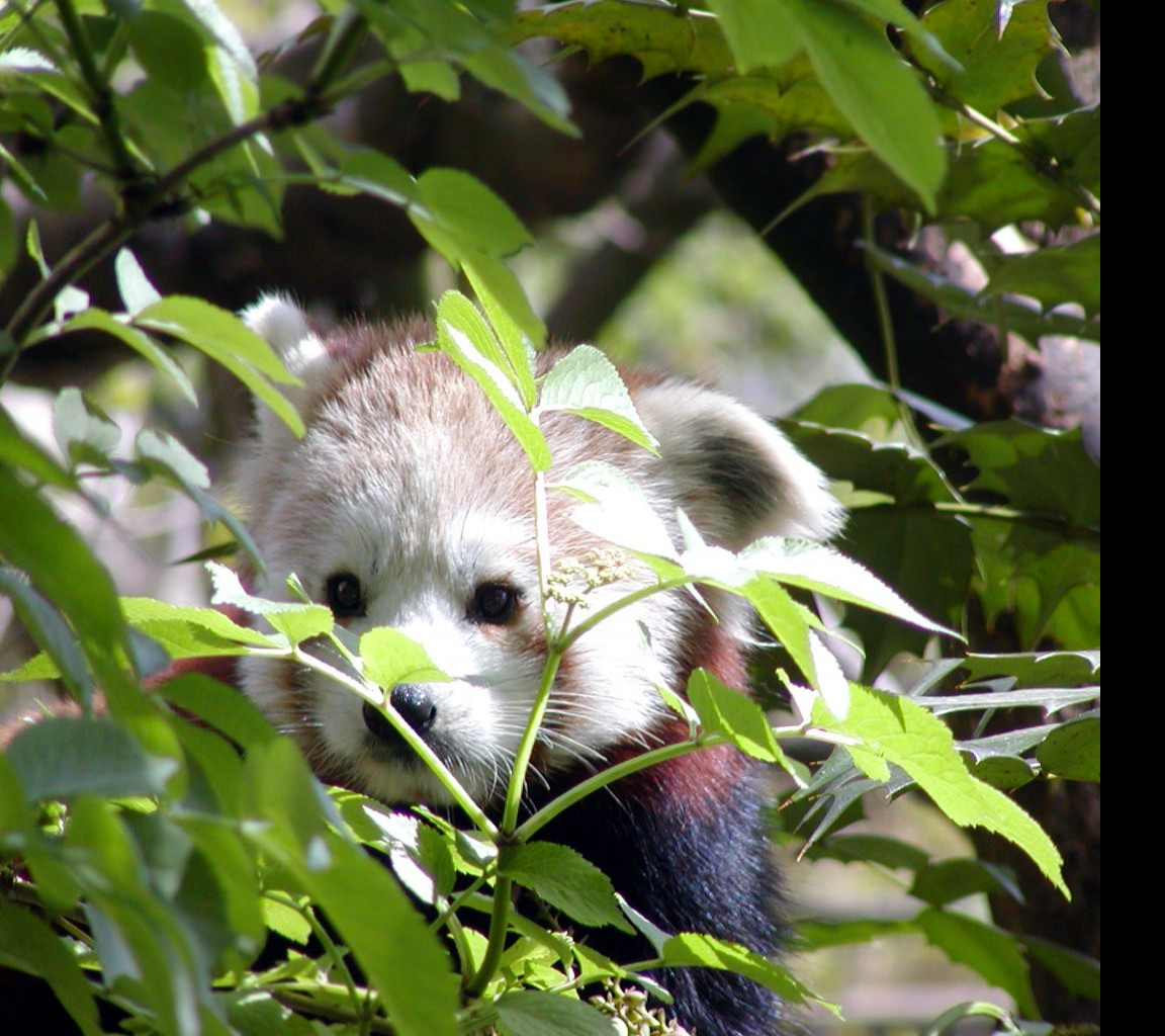 Tapeta redpanda