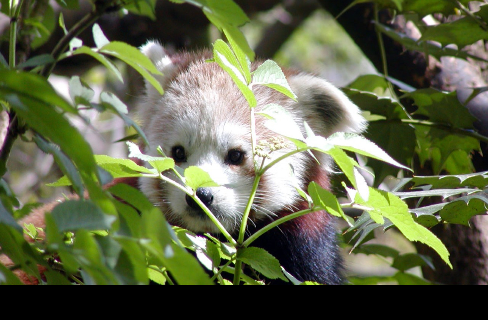 Tapeta redpanda