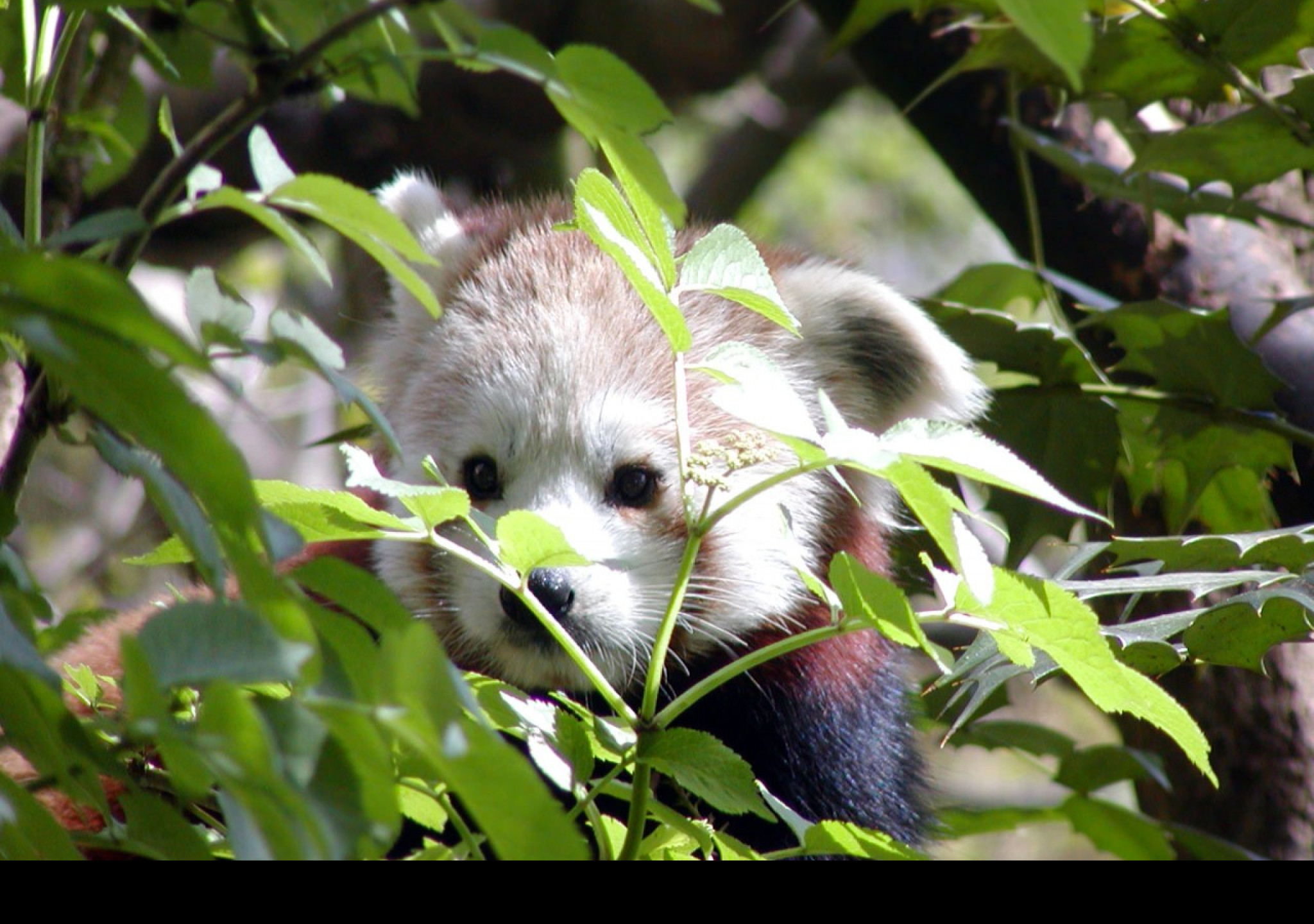 Tapeta redpanda