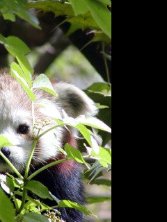 Tapeta redpanda