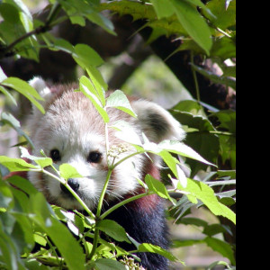 Tapeta redpanda