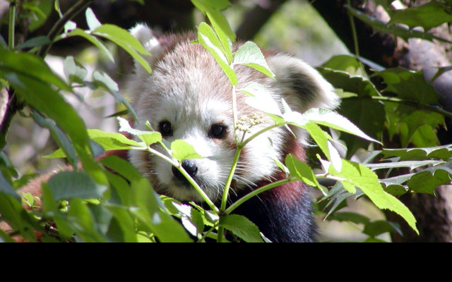 Tapeta redpanda