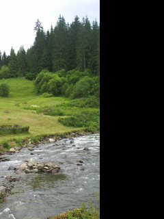 Tapeta reka