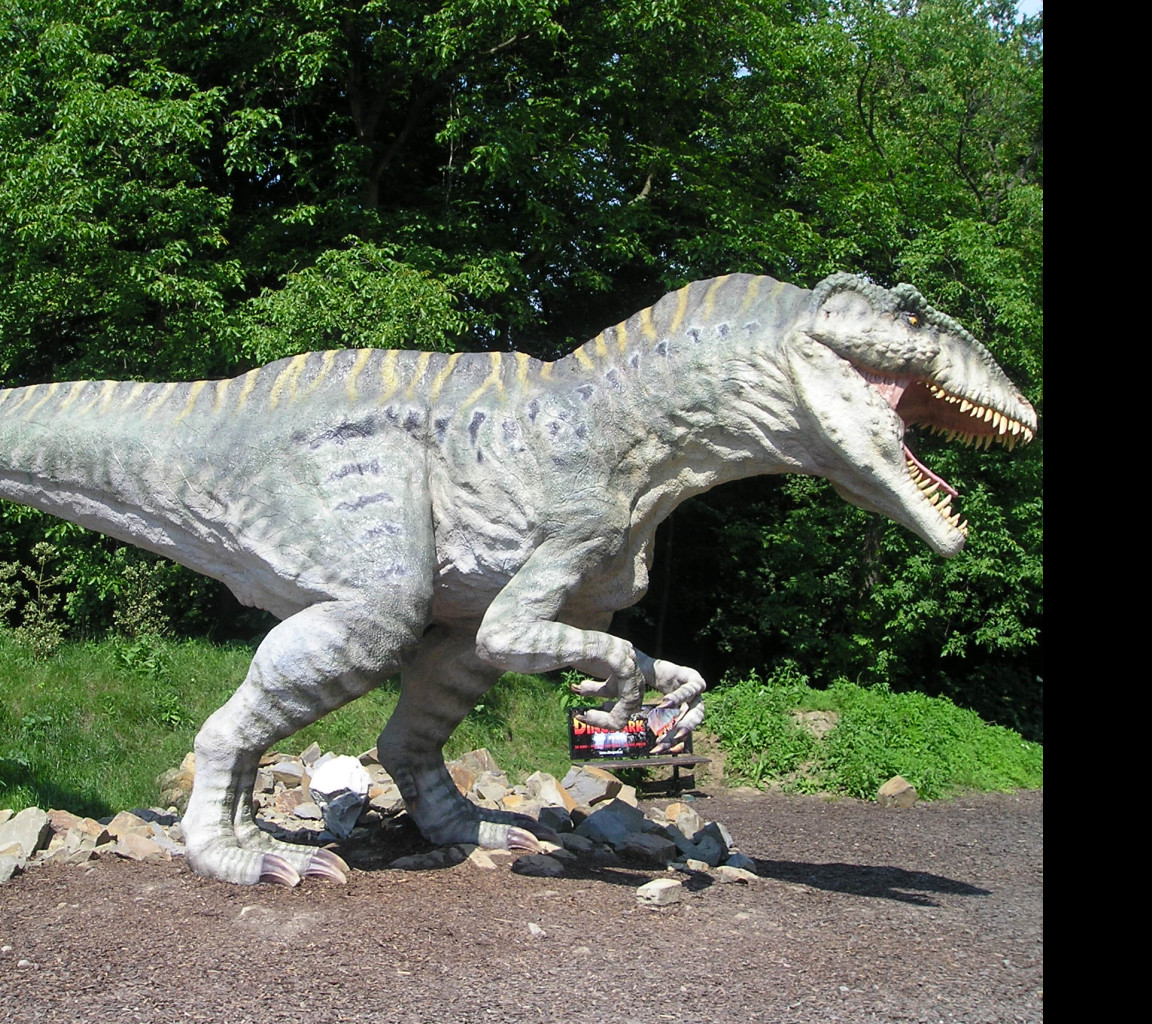 Tapeta rex