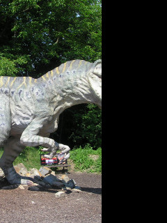 Tapeta rex