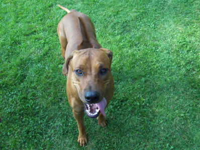 Tapeta: Rhodesian ridgeback