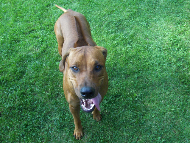 Tapeta rhodesian_ridgeback