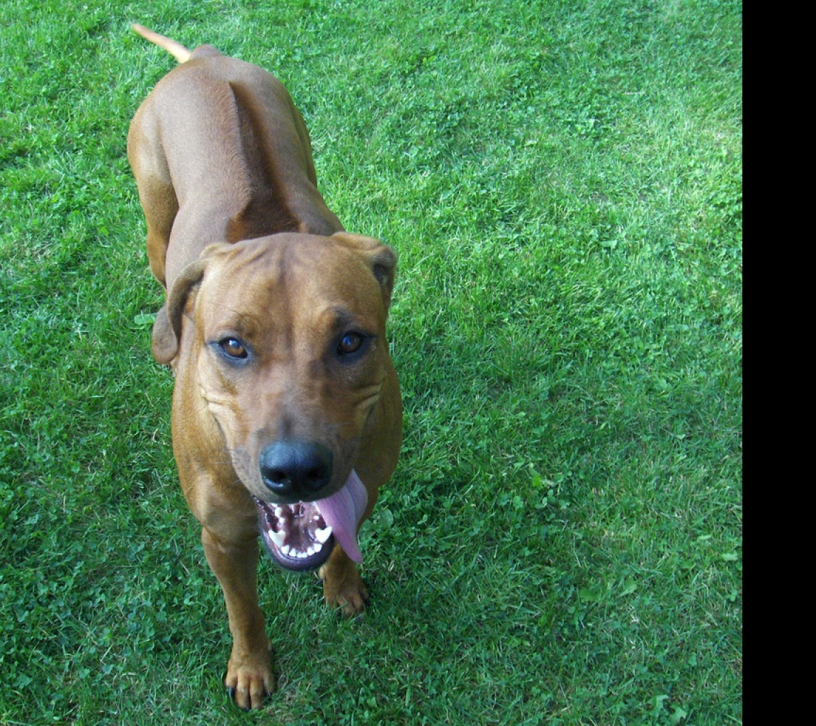 Tapeta rhodesian_ridgeback