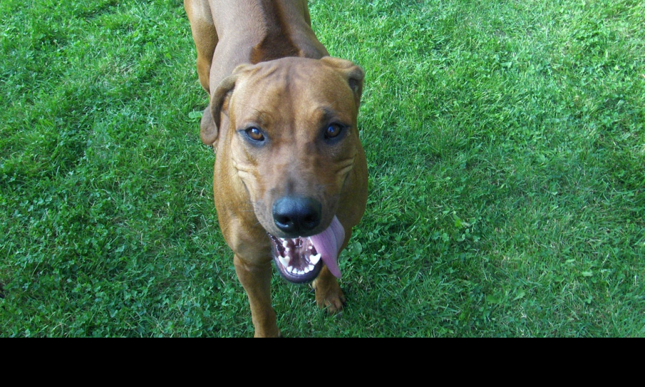 Tapeta rhodesian_ridgeback