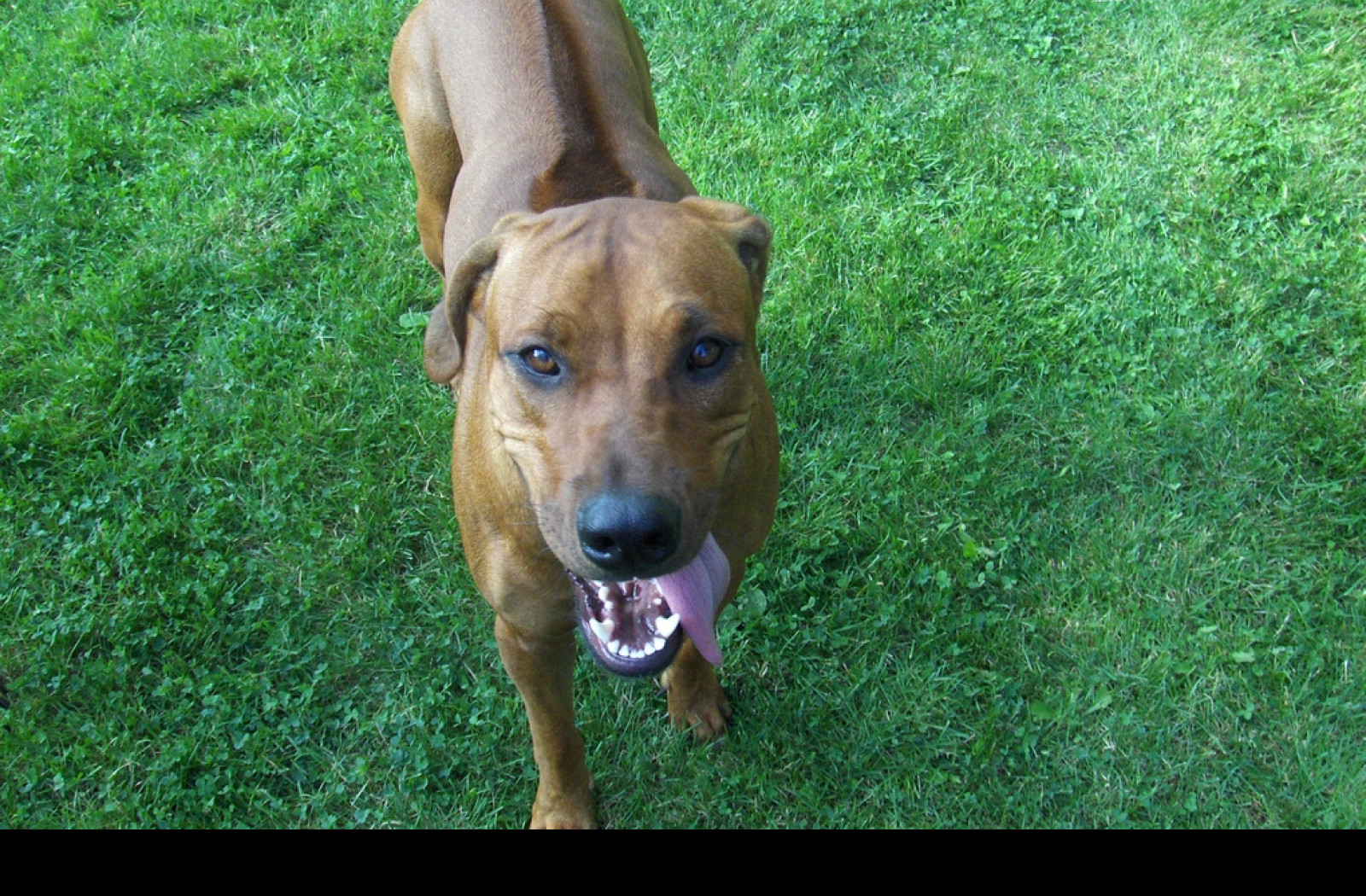 Tapeta rhodesian_ridgeback