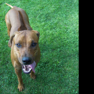 Tapeta rhodesian_ridgeback