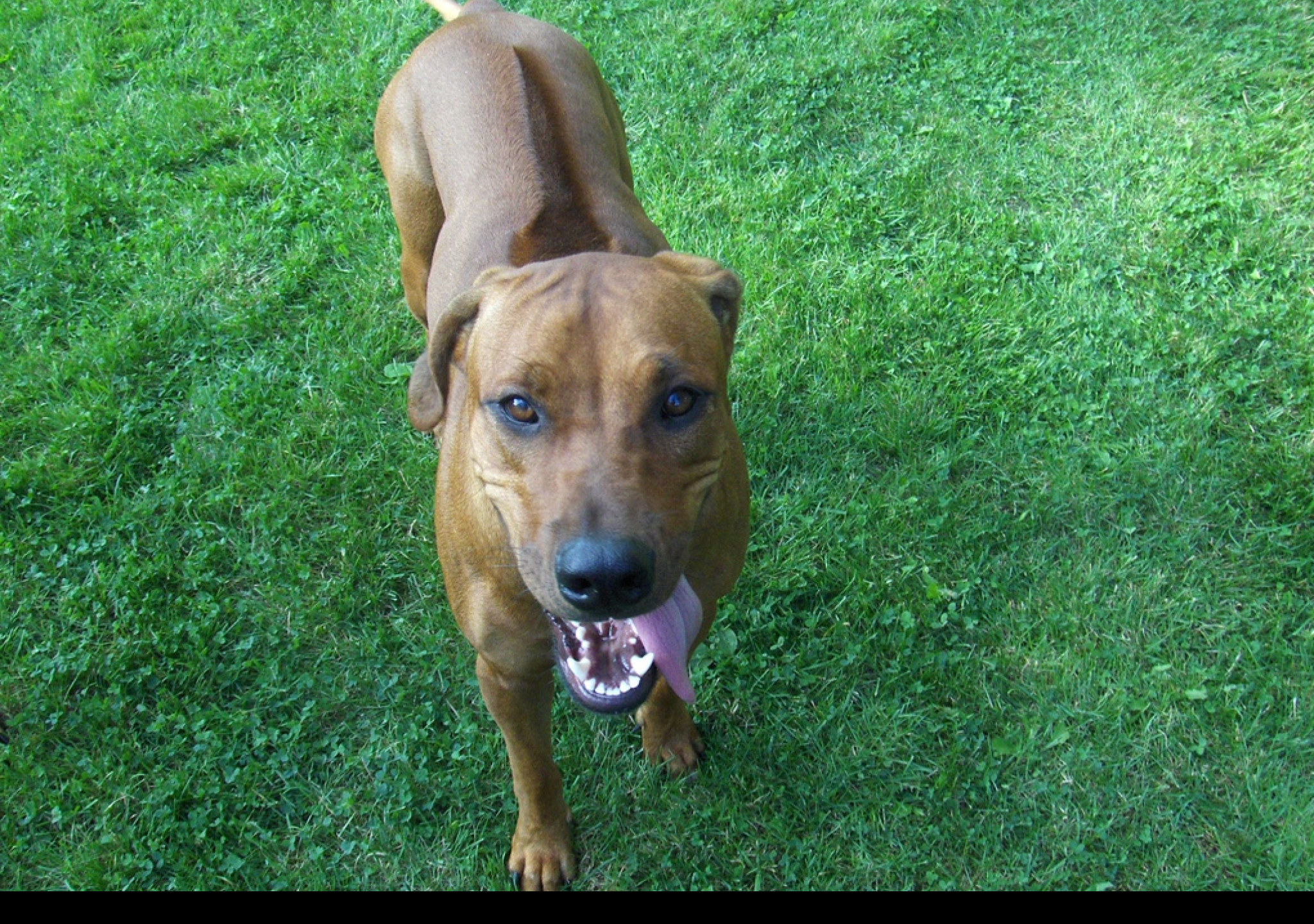 Tapeta rhodesian_ridgeback