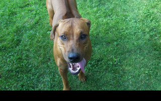 Tapeta rhodesian_ridgeback