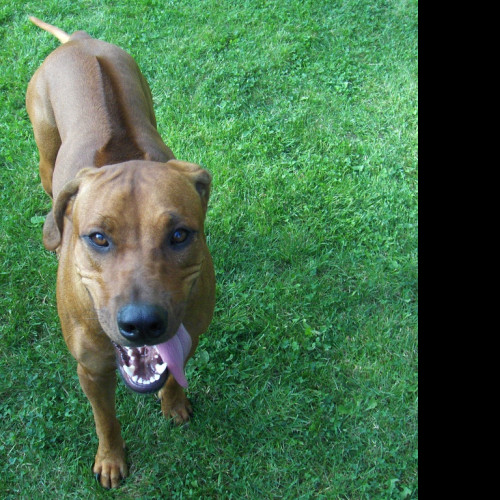 Tapeta rhodesian_ridgeback