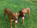 Tapeta Rhodesian ridgebacks