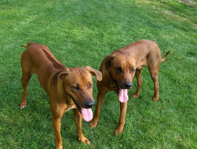 Tapeta: Rhodesian ridgebacks