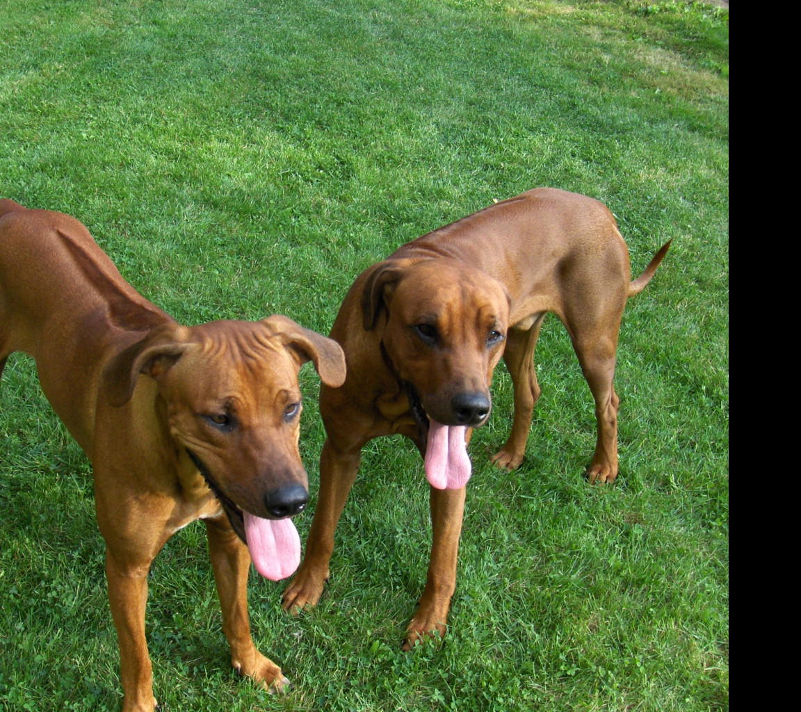 Tapeta rhodesian_ridgebacks