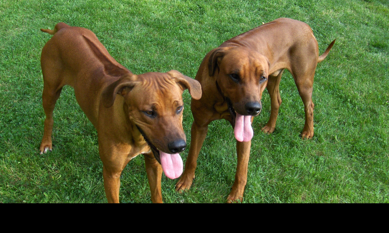 Tapeta rhodesian_ridgebacks