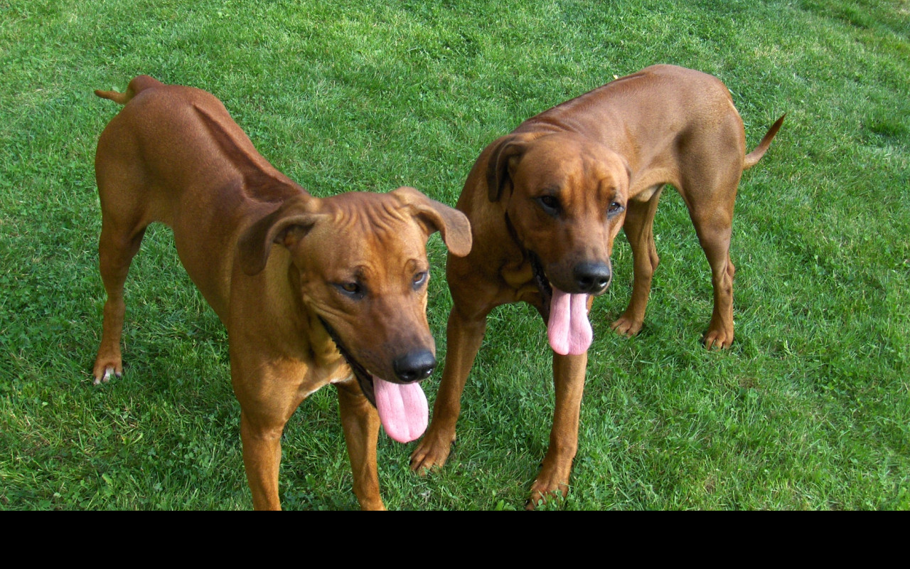 Tapeta rhodesian_ridgebacks