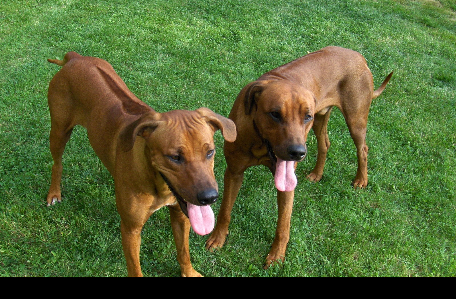 Tapeta rhodesian_ridgebacks