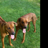 Tapeta rhodesian_ridgebacks