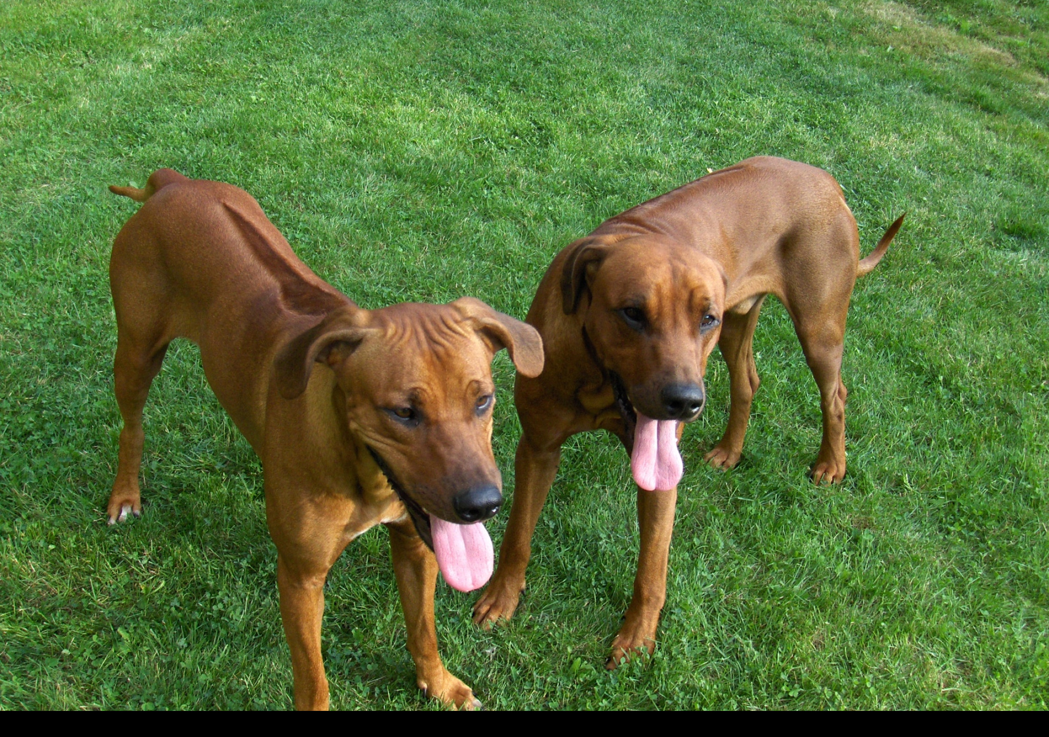 Tapeta rhodesian_ridgebacks