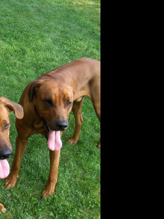 Tapeta rhodesian_ridgebacks