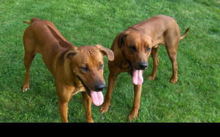 Tapeta rhodesian_ridgebacks