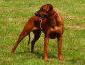 Tapeta ridgeback