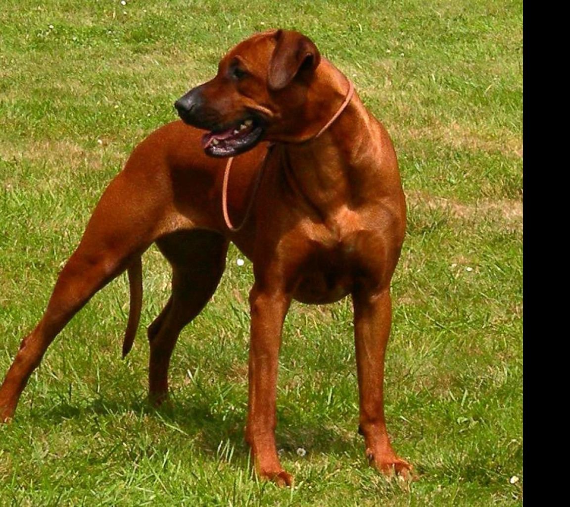 Tapeta ridgeback