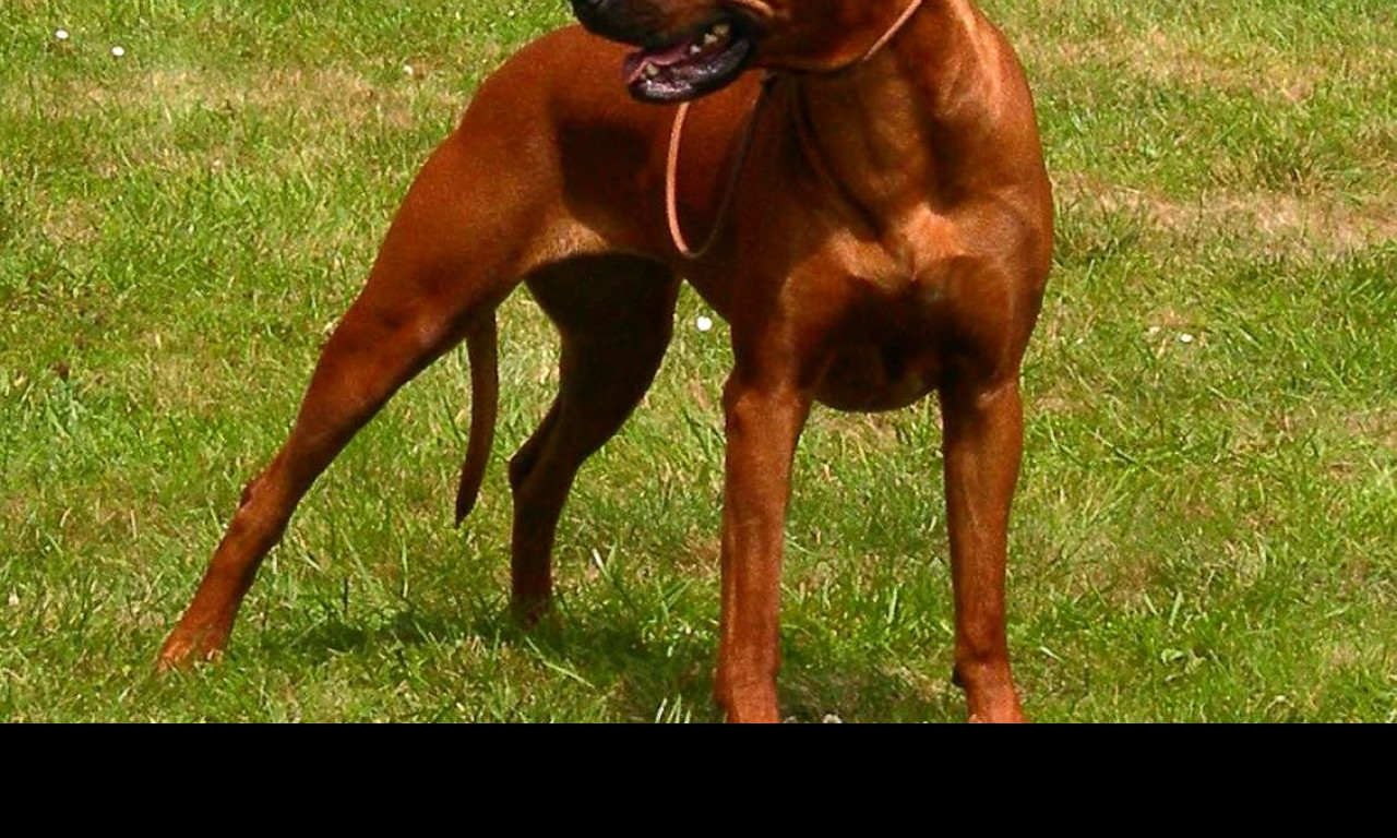 Tapeta ridgeback