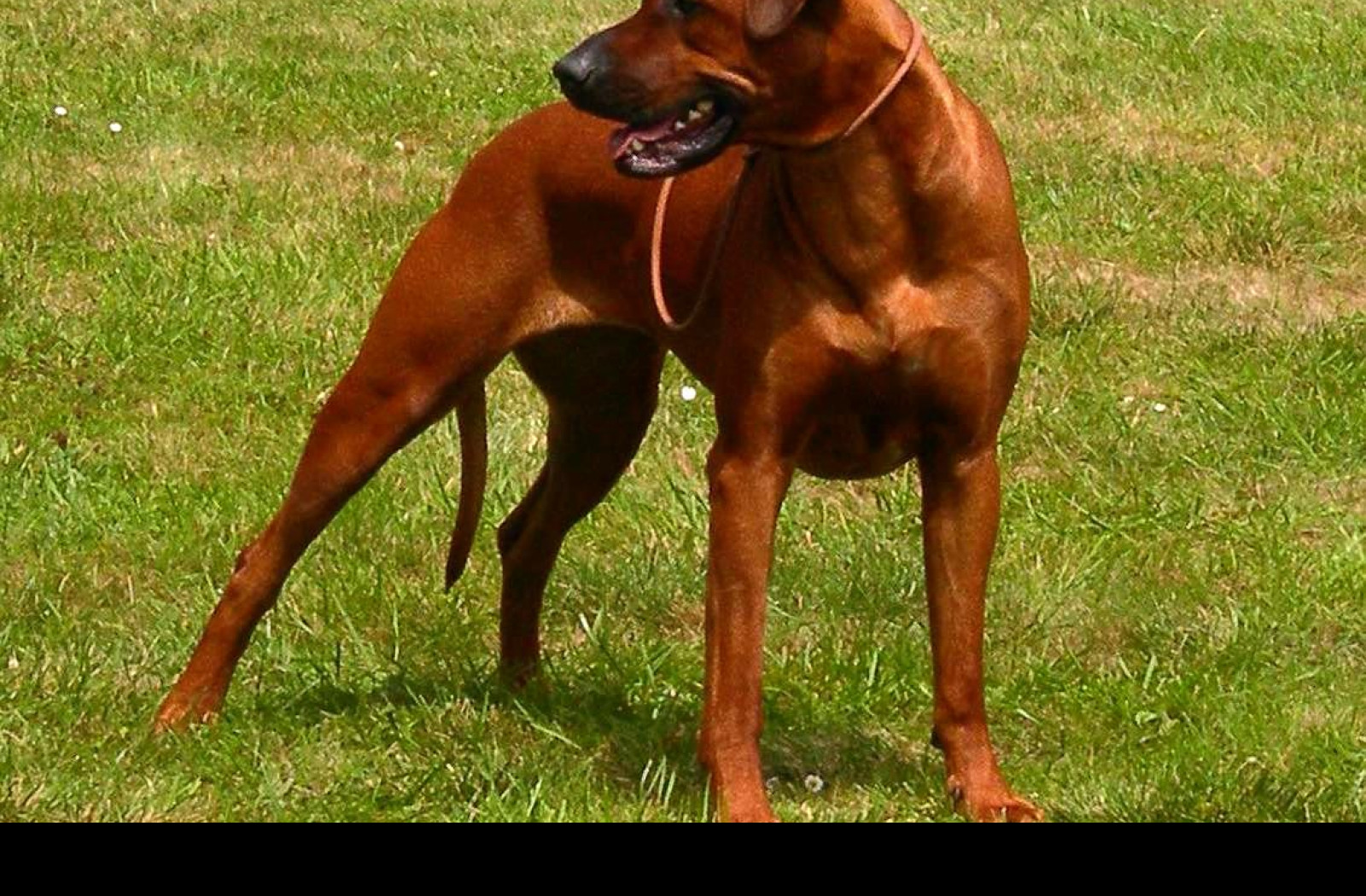 Tapeta ridgeback