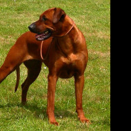 Tapeta ridgeback