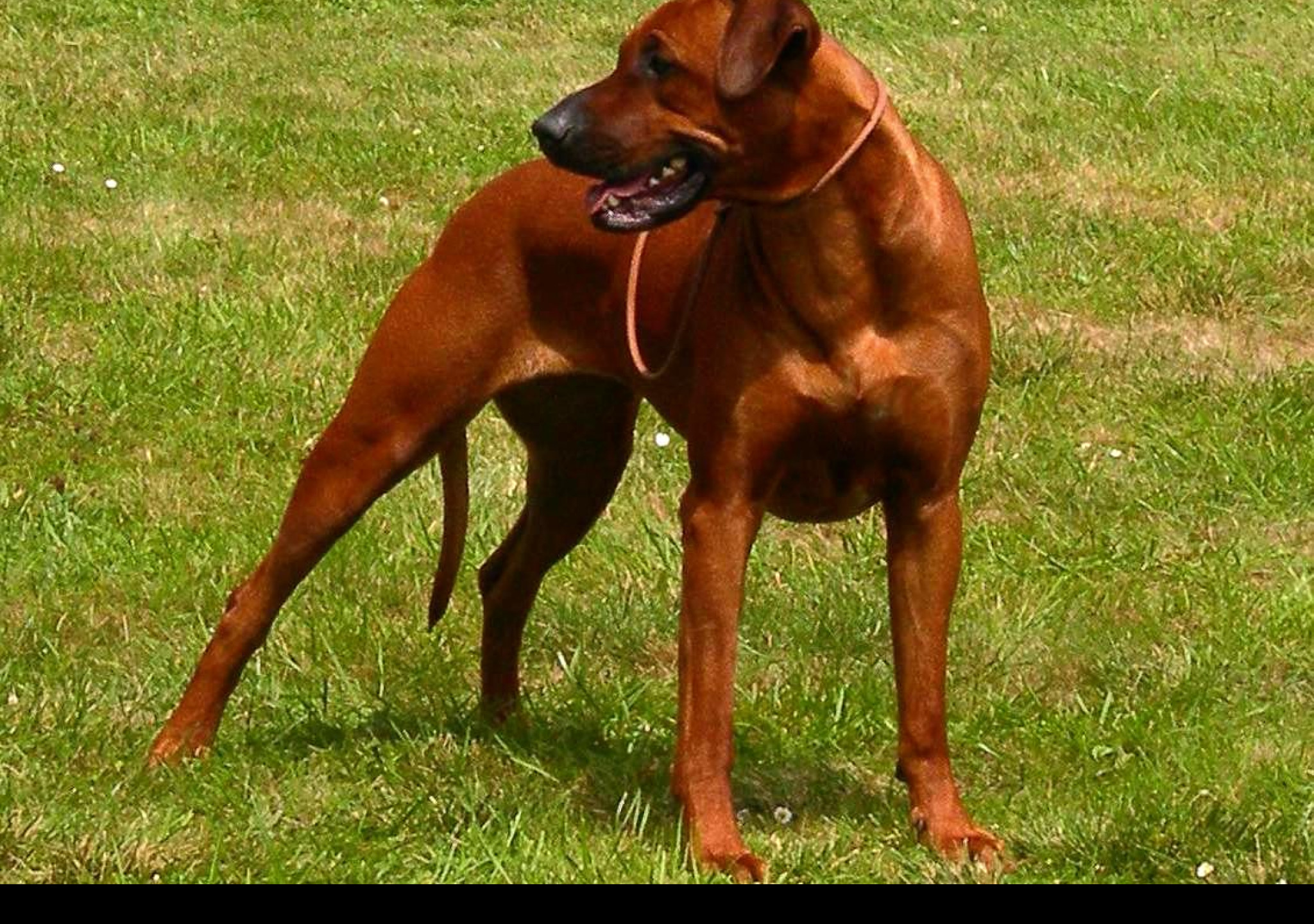 Tapeta ridgeback